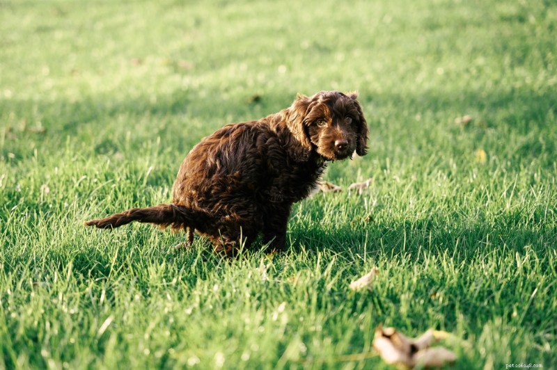 Blood in Your Dog s Stool: Causes, Symptoms, and How to Respond