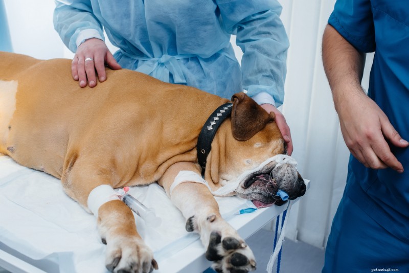 Dog Anesthesia Explained: Types, Risks & What to Expect