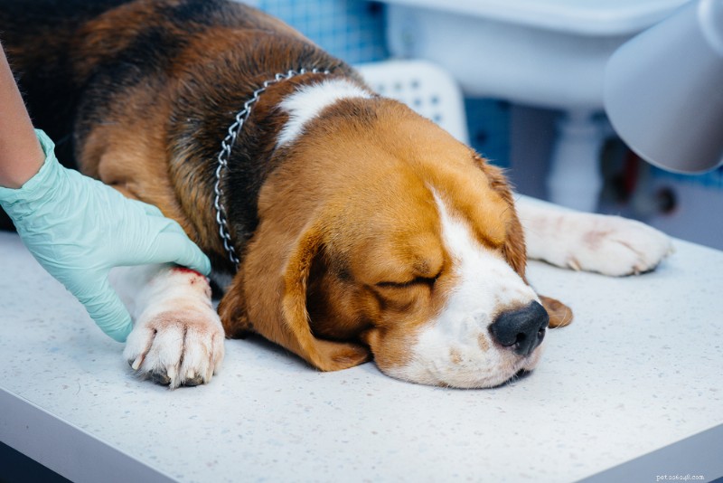 Dog Anesthesia Explained: Types, Risks & What to Expect