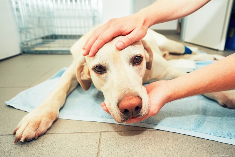 Dog Anesthesia Explained: Types, Risks & What to Expect