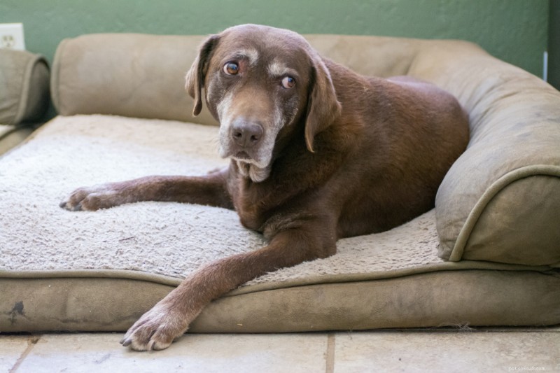 Canine Arthritis Injections: How They Relieve Pain and Improve Mobility
