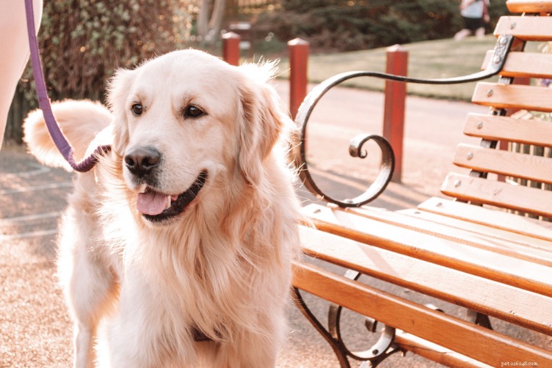 Canine Arthritis Injections: How They Relieve Pain and Improve Mobility