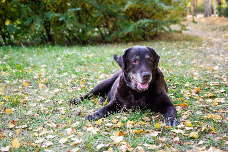Understanding GOLPP in Dogs: Causes, Symptoms, and Management