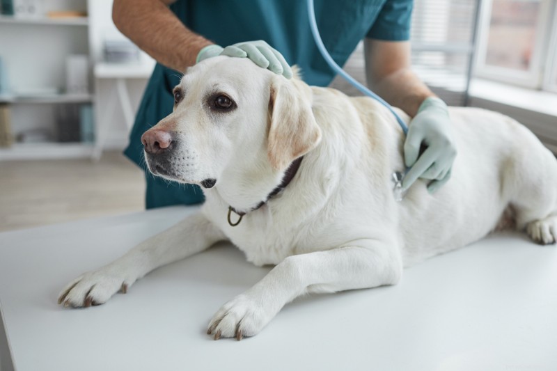 Understanding GOLPP in Dogs: Causes, Symptoms, and Management