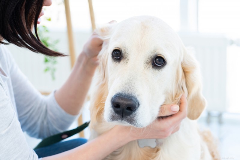Understanding GOLPP in Dogs: Causes, Symptoms, and Management