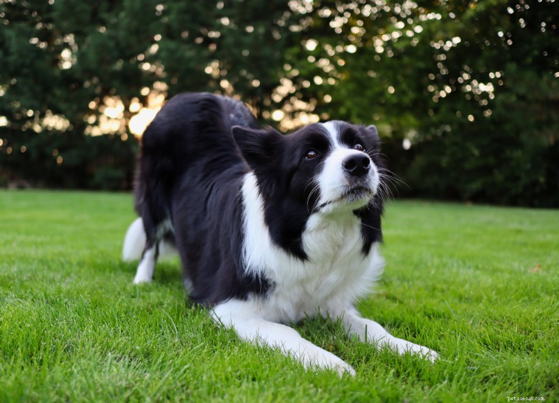 Dog Pain Scale: How to Spot and Measure Your Dog s Pain