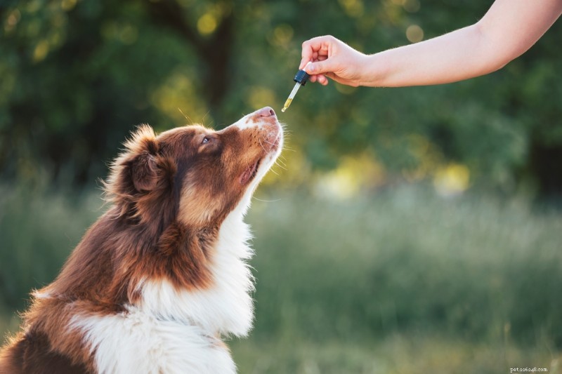 Dog Pain Scale: How to Spot and Measure Your Dog s Pain