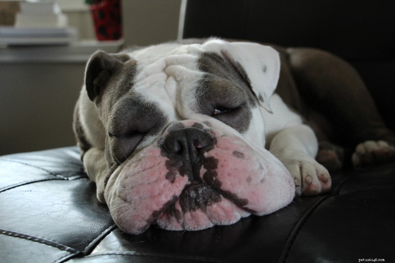 Dog Hives Explained: Signs, Causes & Effective Treatment