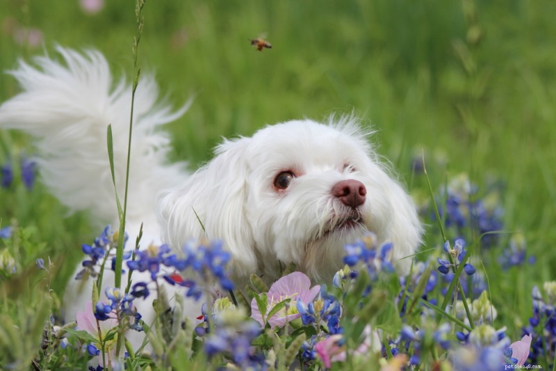 Dog Hives Explained: Signs, Causes & Effective Treatment