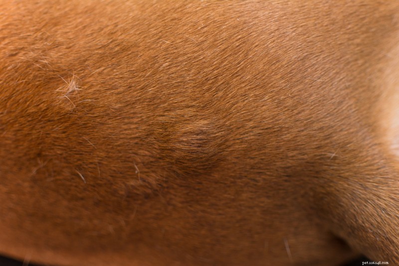 Dog Hives Explained: Signs, Causes & Effective Treatment