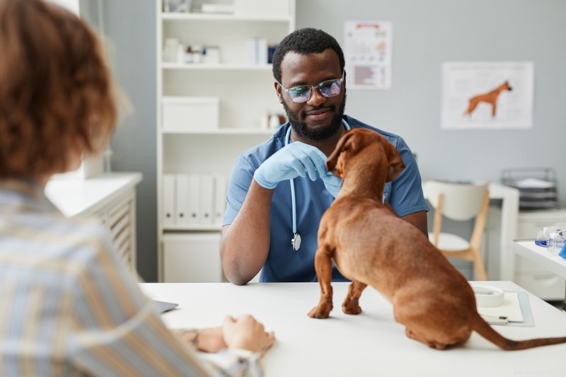 Dog Hives Explained: Signs, Causes & Effective Treatment