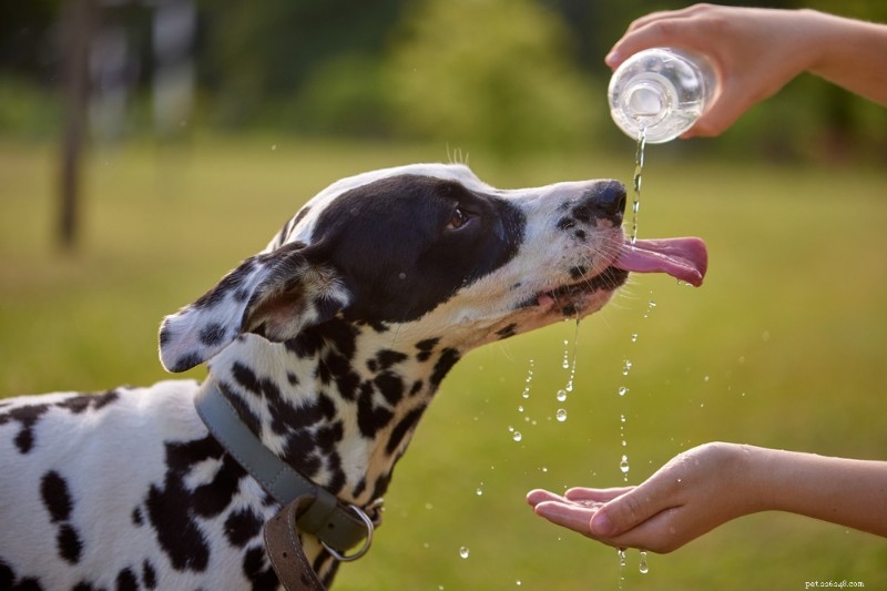 8 Essential Steps to Keep Your Dog Safe and Happy This Summer