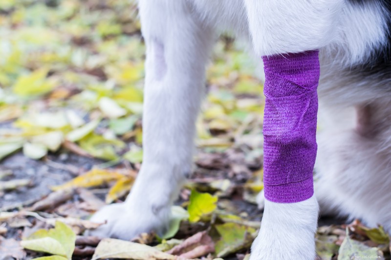 8 Essential Steps to Keep Your Dog Safe and Happy This Summer