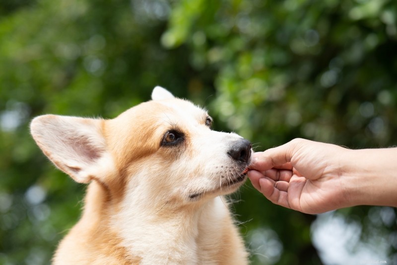 Dog Nausea: 8 Key Symptoms & Expert Treatment Tips