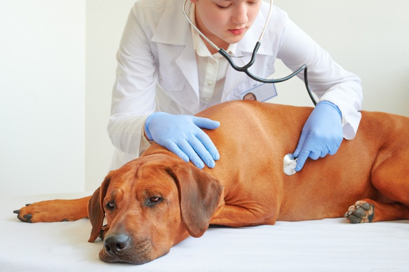 Dog Nausea: 8 Key Symptoms & Expert Treatment Tips
