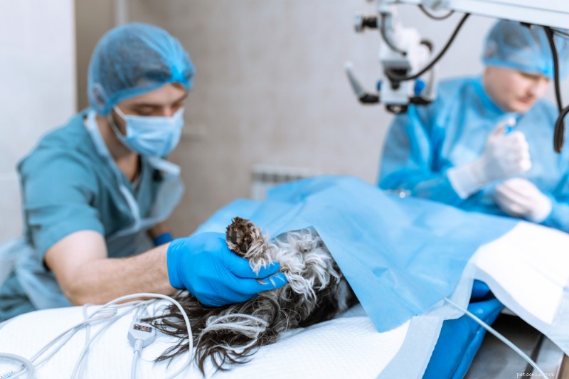 Dog Cataract Surgery: Costs, Procedure, and Recovery Guide