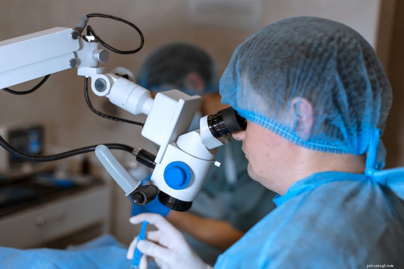 Dog Cataract Surgery: Costs, Procedure, and Recovery Guide