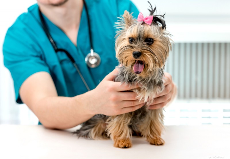 Is a Silica Packet Safe for Dogs? Quick Guide to Toxicity & First Aid