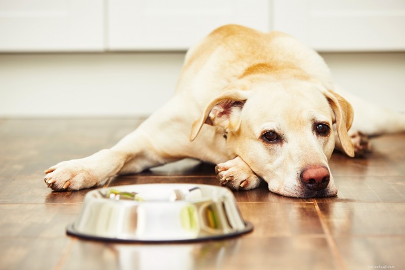 Is a Silica Packet Safe for Dogs? Quick Guide to Toxicity & First Aid