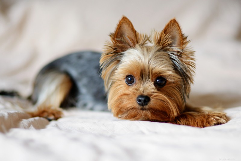 10 Dog Breeds Most Susceptible to Cushing’s Disease