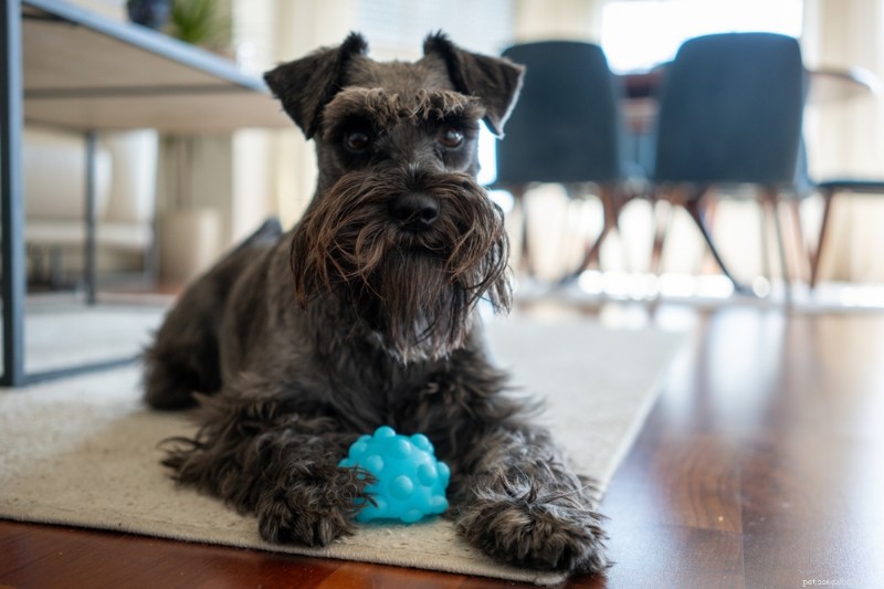 10 Dog Breeds Most Susceptible to Cushing’s Disease