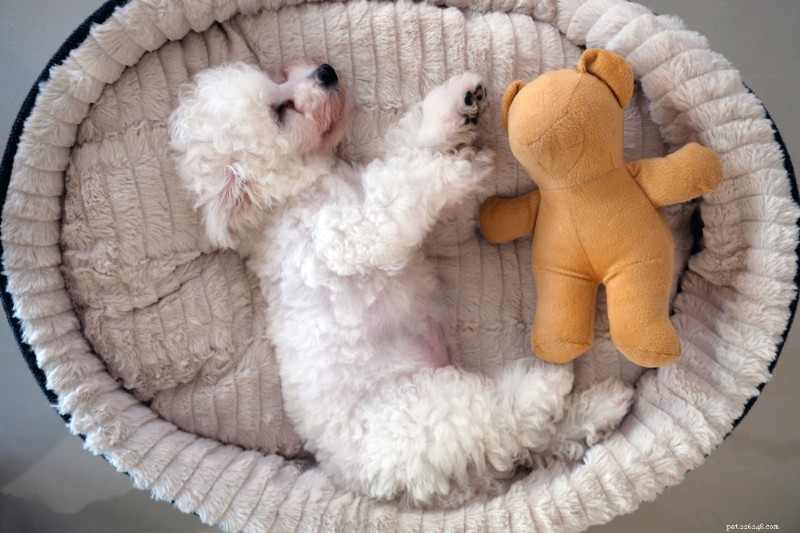 10 Dog Breeds Most Susceptible to Cushing’s Disease