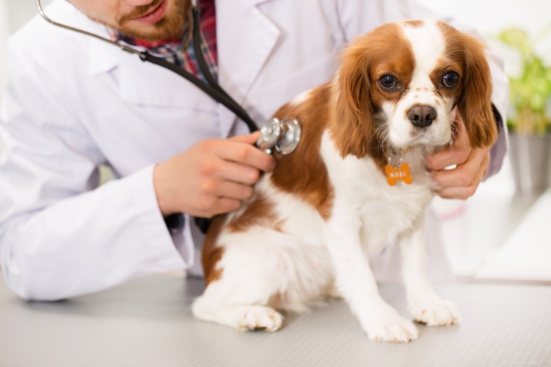 10 Dog Breeds Most Susceptible to Cushing’s Disease