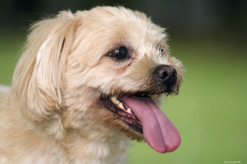Are Dogs  Mouths Cleaner Than Humans? The Surprising Truth About Canine Dental Health