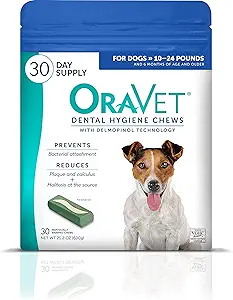 Are Dogs  Mouths Cleaner Than Humans? The Surprising Truth About Canine Dental Health