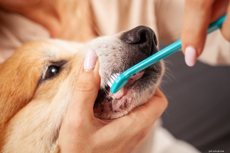 Are Dogs  Mouths Cleaner Than Humans? The Surprising Truth About Canine Dental Health