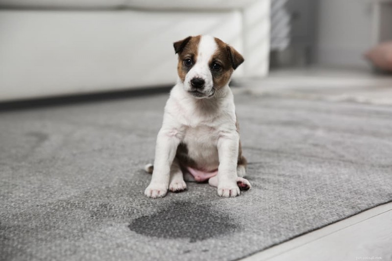 Dog Urine Color Guide: Decoding Each Shade to Spot Health Issues