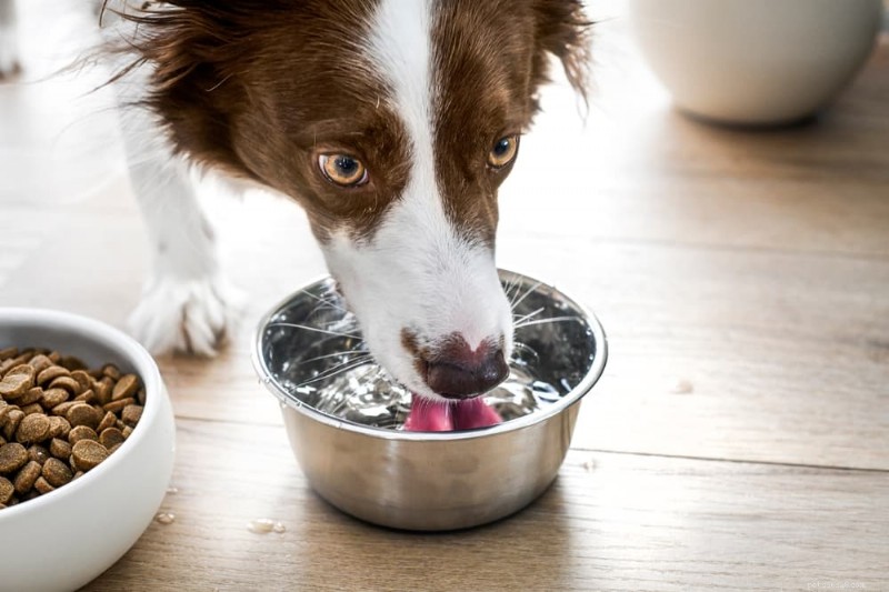What Causes Excessive Thirst in Dogs? Signs & Solutions