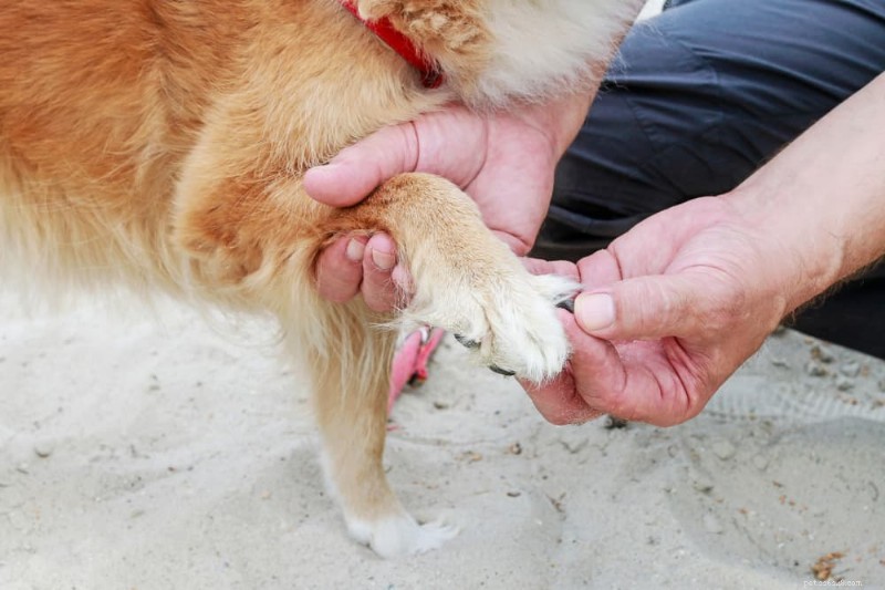 Prevent and Treat Dog Nail Bleeding: Causes, First Aid, and Vet Care