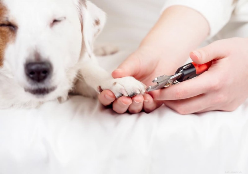 Prevent and Treat Dog Nail Bleeding: Causes, First Aid, and Vet Care