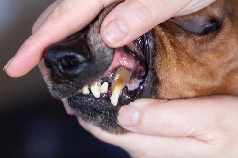 Understanding Dog Tooth Extraction: Procedure, Costs, and Aftercare