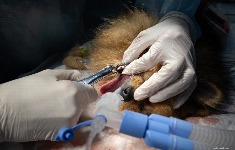 Understanding Dog Tooth Extraction: Procedure, Costs, and Aftercare