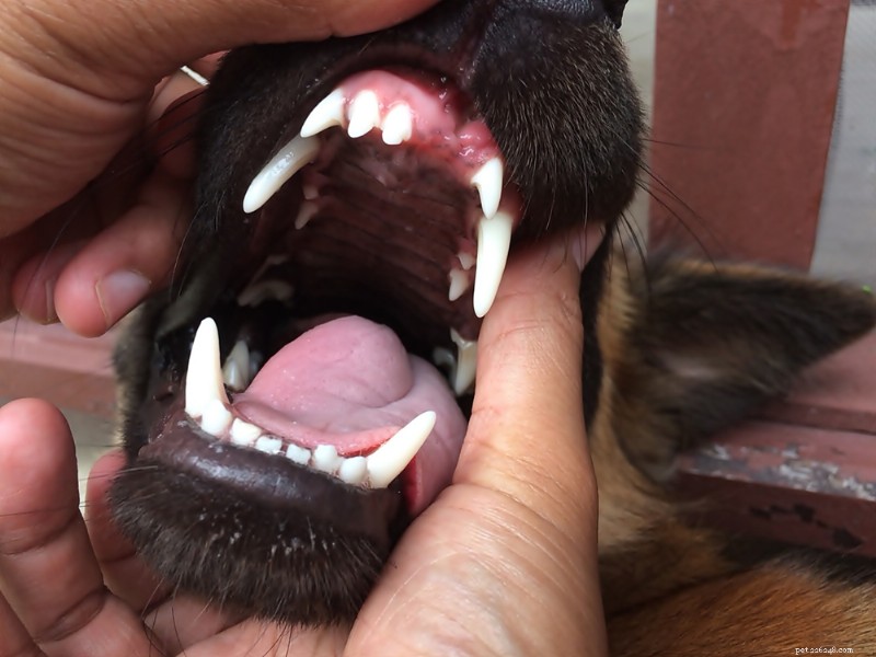 Understanding Dog Tooth Extraction: Procedure, Costs, and Aftercare