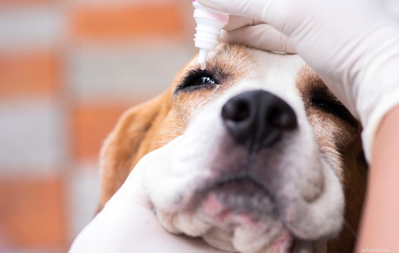 Recognizing and Treating Dog Eye Infections: Signs, Diagnosis, and Care