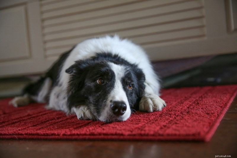 Top 6 Vet-Approved Supplements to Support Dogs Facing Cancer