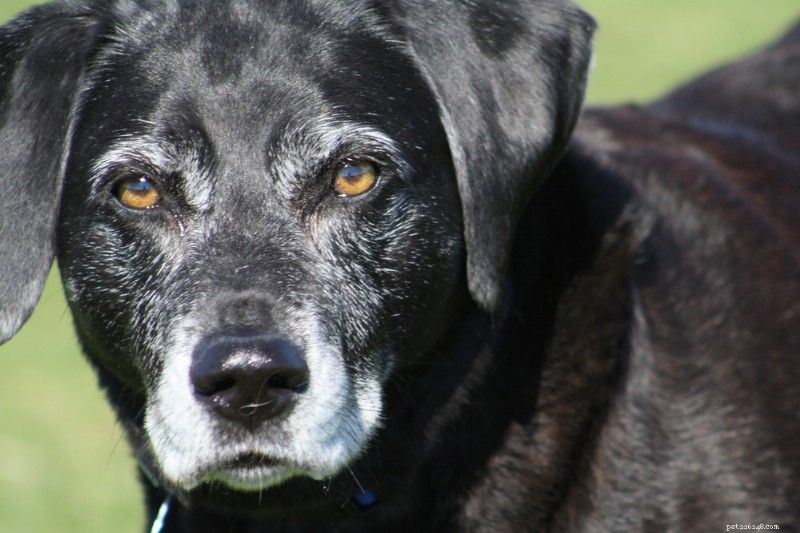 Top 6 Vet-Approved Supplements to Support Dogs Facing Cancer