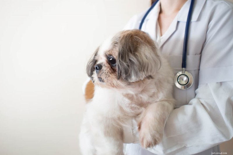 Understanding Irritable Bowel Syndrome (IBS) in Dogs: Symptoms, Diagnosis & Care