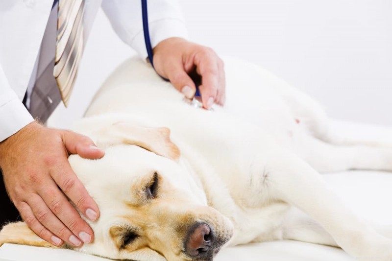 Comforting Your Dog with Congestive Heart Failure: Practical Tips and Care Guide
