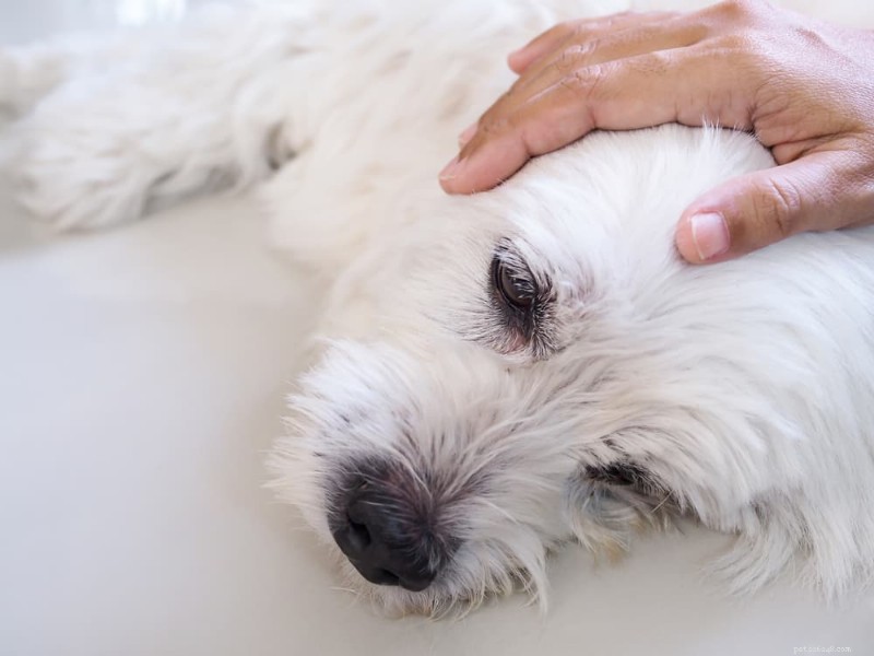Comforting Your Dog with Congestive Heart Failure: Practical Tips and Care Guide