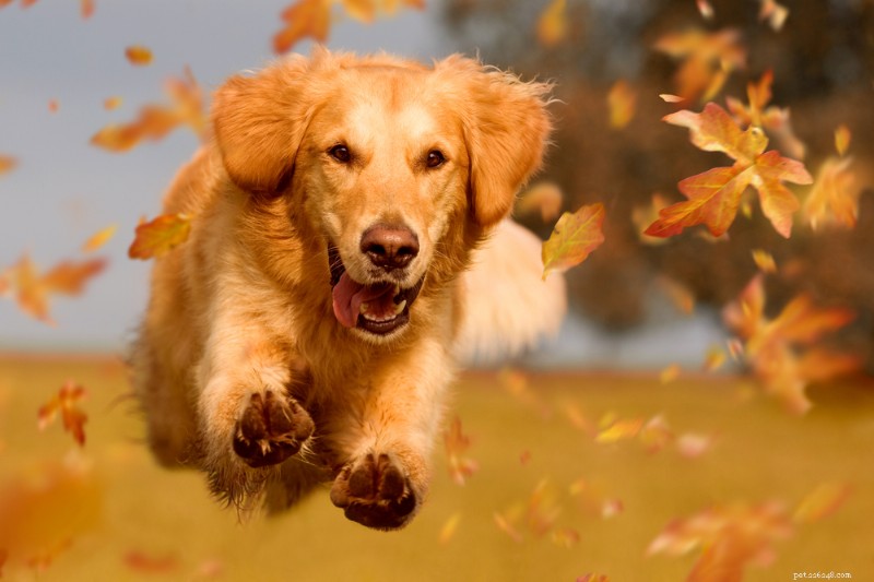 Protein in Dog Urine: Causes, Symptoms, and Vet Recommendations