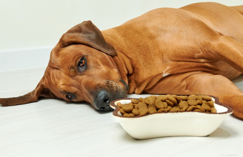Protein in Dog Urine: Causes, Symptoms, and Vet Recommendations