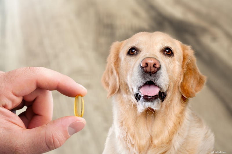Protein in Dog Urine: Causes, Symptoms, and Vet Recommendations