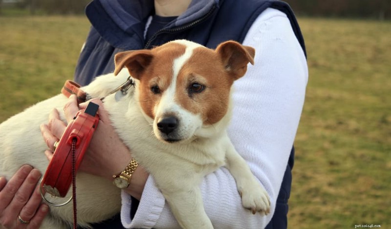 Sudden Dog Weight Gain? 7 Key Medical Causes Explained