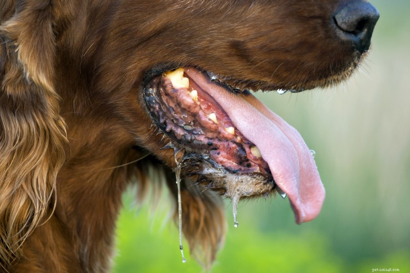 7 Medical Reasons for Excessive Drooling in Dogs