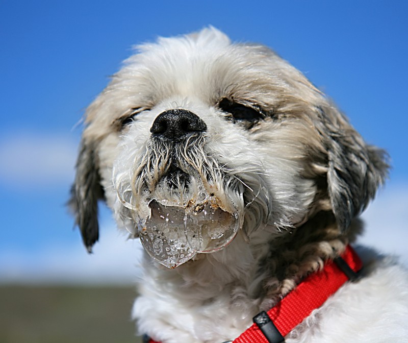 7 Medical Reasons for Excessive Drooling in Dogs