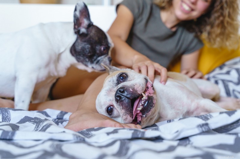 7 Medical Reasons for Excessive Drooling in Dogs